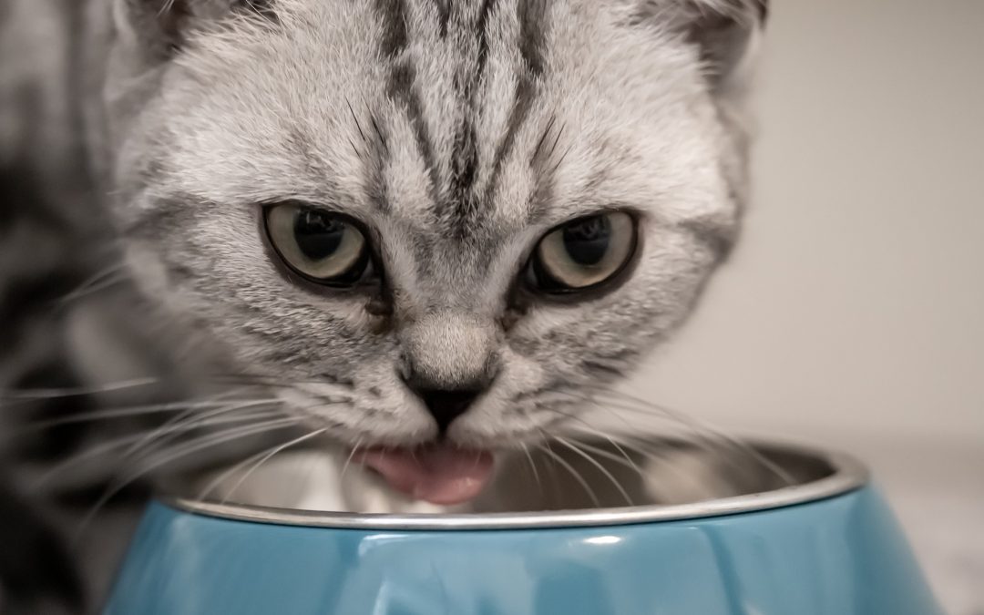 Alimentación para gato