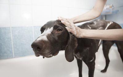 ¿Debo bañar a mi perro?
