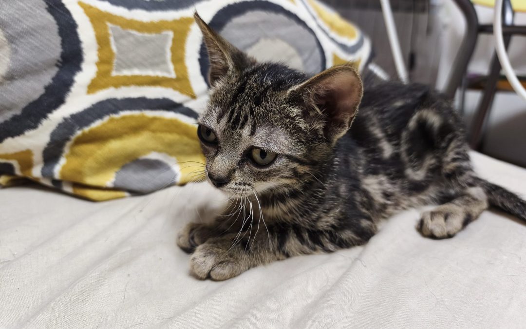 Otto